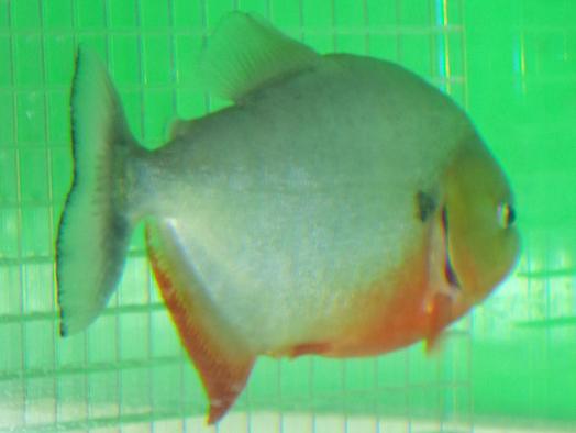 ピラニア スーパーノタータス